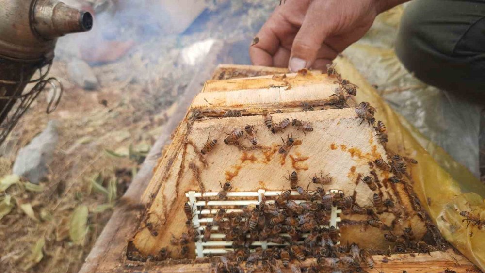 Ayı dadanınca... Konya'da erken hasat!