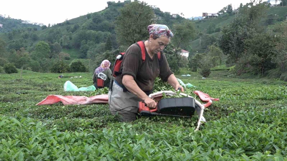 Çay üreticisini sevindiren karar! Yıllar önce kaldırılmıştı