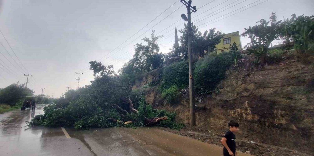 Fırtına ağaç devirdi