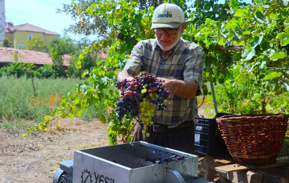 Üzümün asmadan pekmez yolculuğu