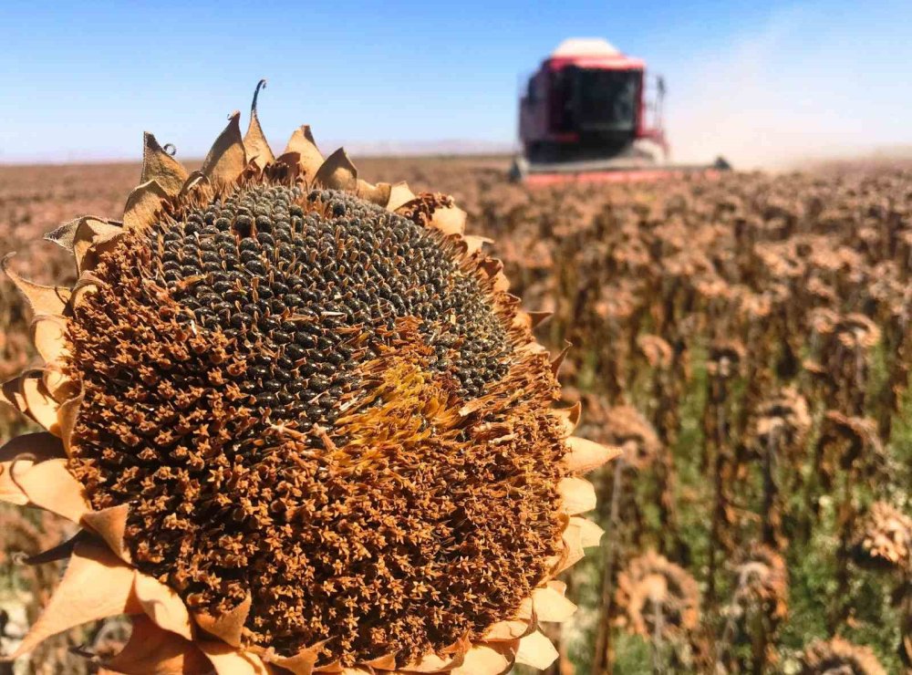 Konya, 11 üründe üretim miktarı olarak Türkiye’de birinci