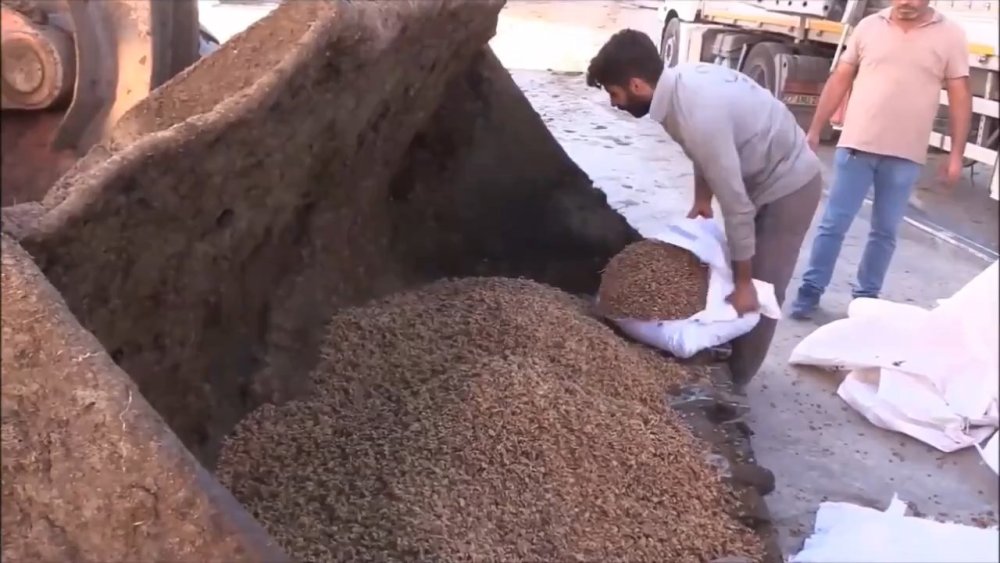 Suriye’den gelen TIR'da 79 ton ceviz içi ele geçirildi