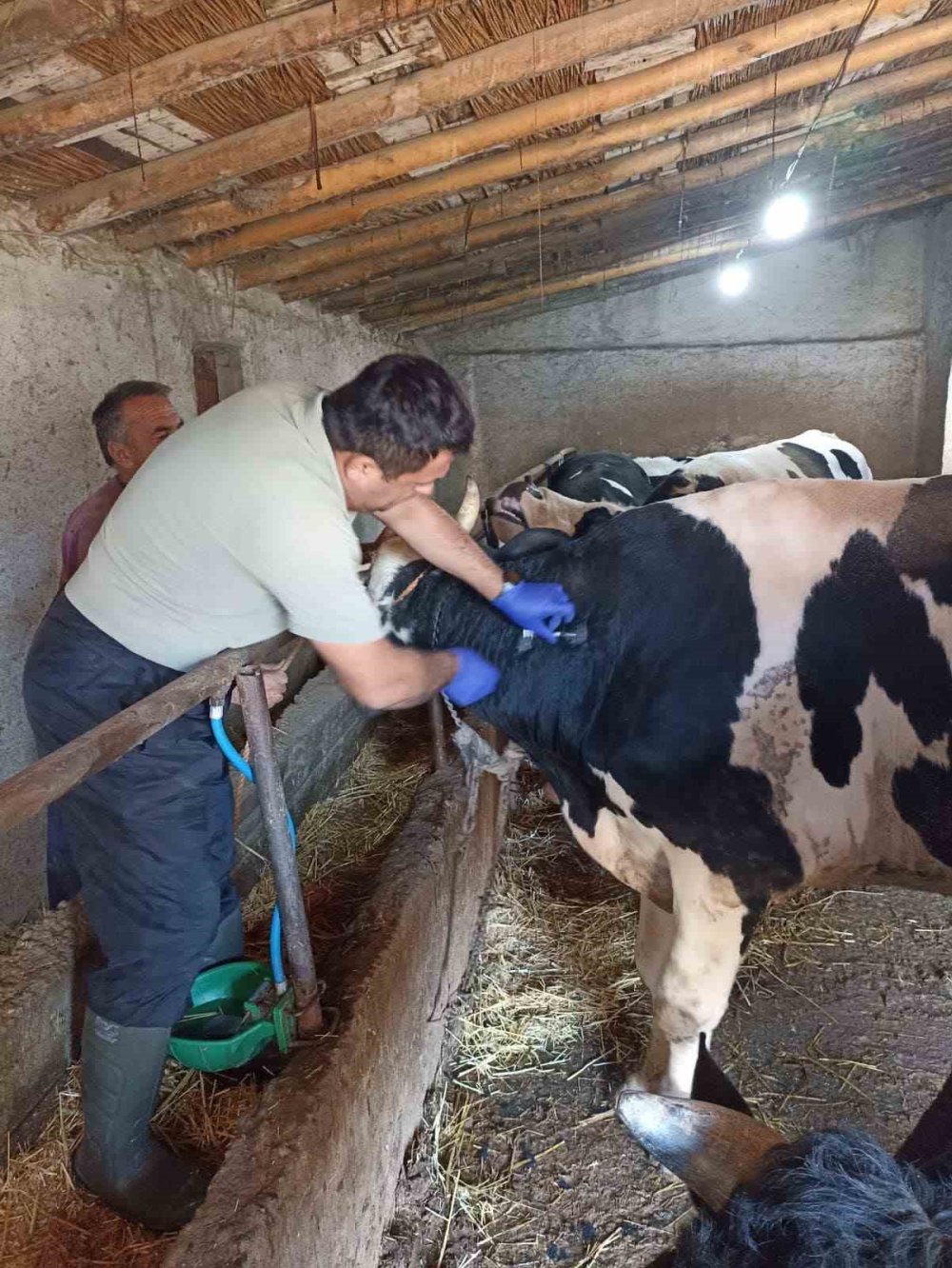 Konya Beyşehir’de şap aşısı kampanyası sürüyor... Son tarih belli oldu