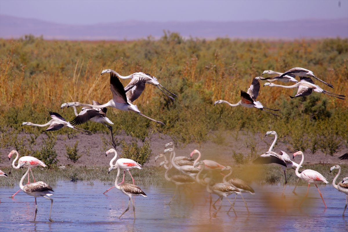 aa-20241007-35848046-35848035-konyada-flamingo-yavrulari-goc-yolculuguna-hazirlaniyor.jpg