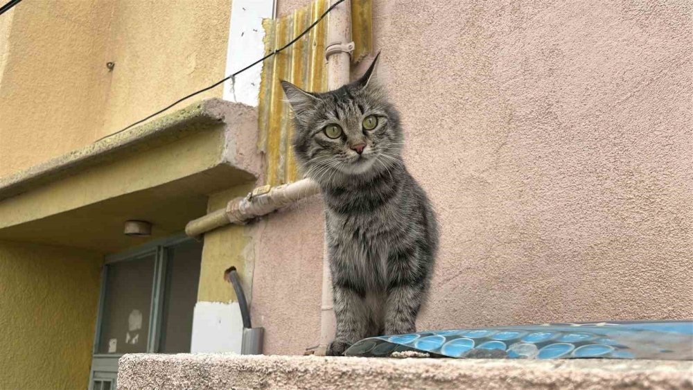 80 yaşında, kedi yüzünden dehşet saçtı