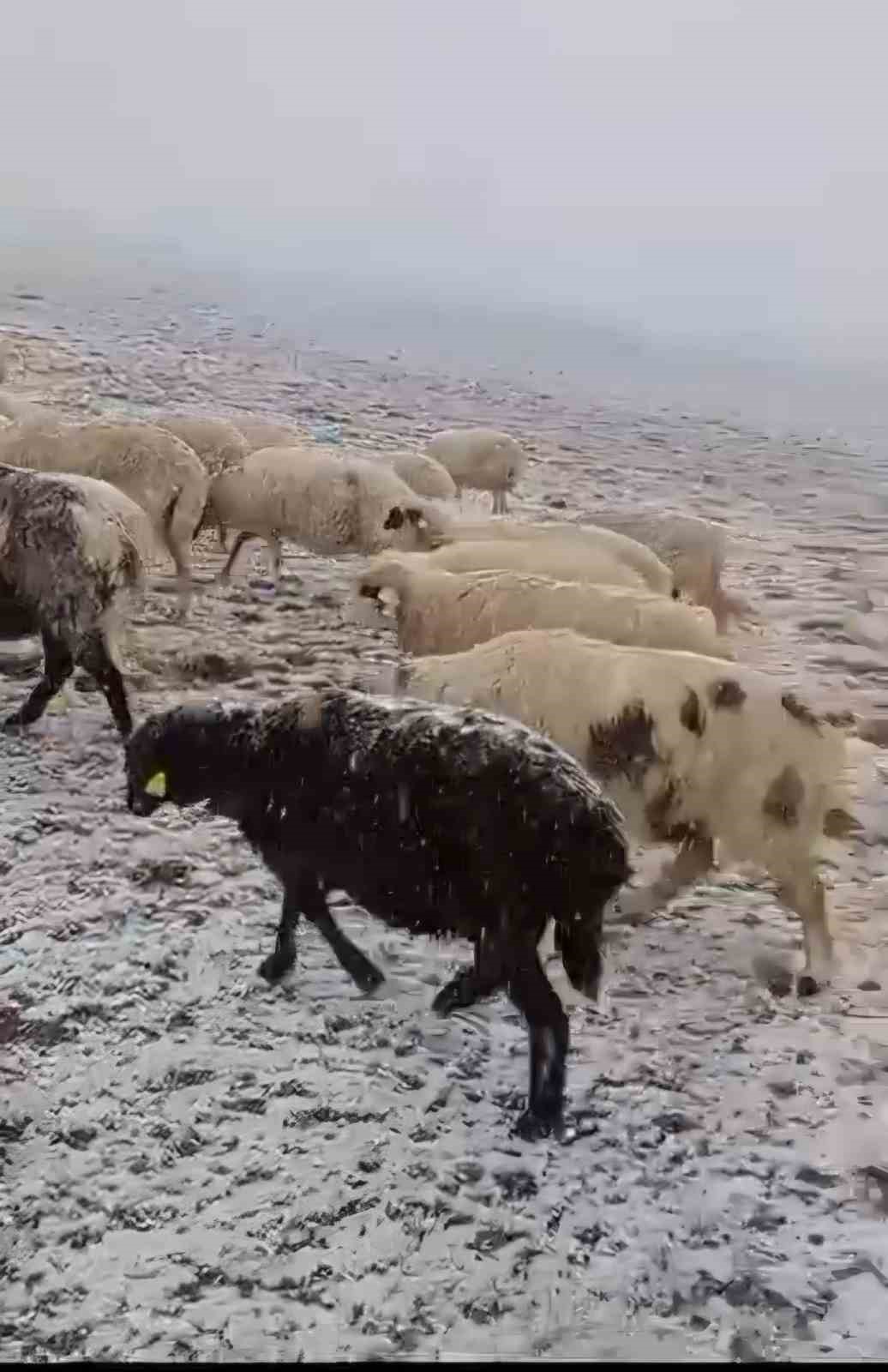 tokattin-resadiye-ilcesinde-mevsimin-ilk-kari-yaylalari-beyaza-burudu.jpg