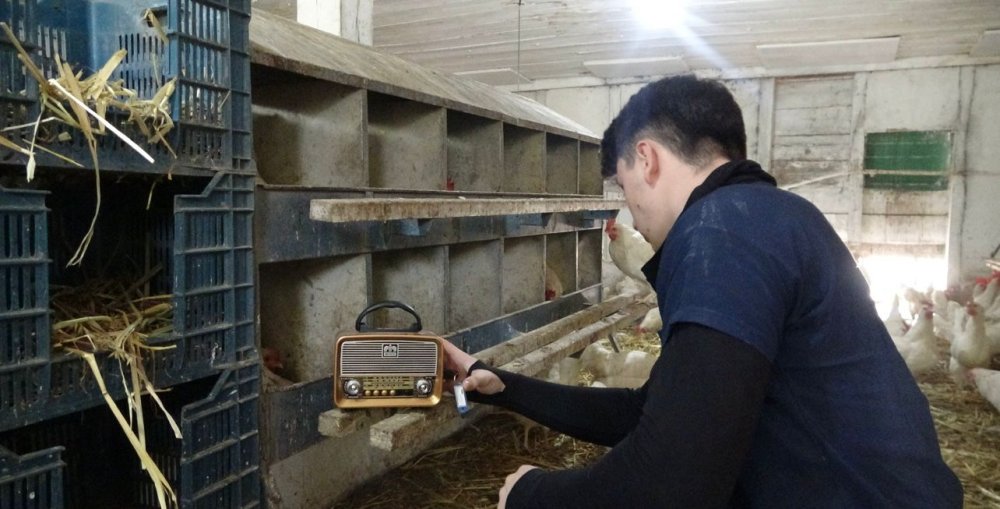 Bu kümeste tavuklara tasavvuf müziği dinletiliyor