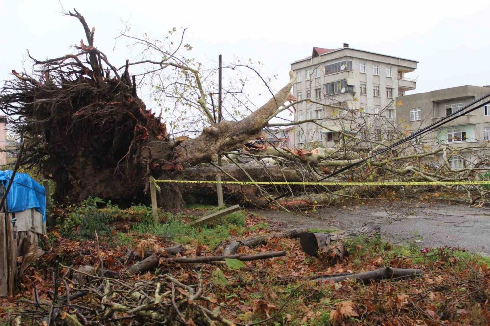 Olumsuz hava şartları etkili oldu! 650 yıllık anıt ağaç yıkıldı