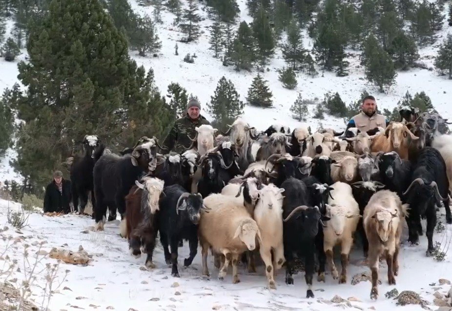 Konya’da kar yağışına hazırlıksız yaklanan besiciler yaylada mahsur kaldı!