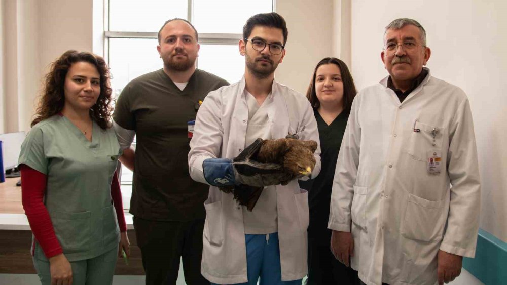 Orta Asya'da kurt avında kullanılan kaya kartalı Konya'da tedavi ediliyor