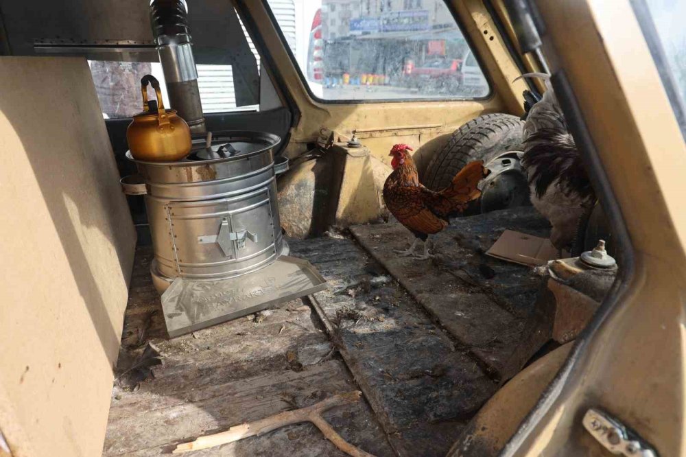 Konya'da benzeri olmayan "gezen tavuklar"