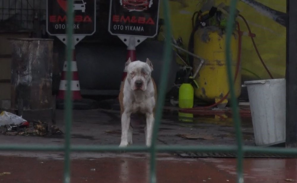 Pitbull sahibine saldırdı!