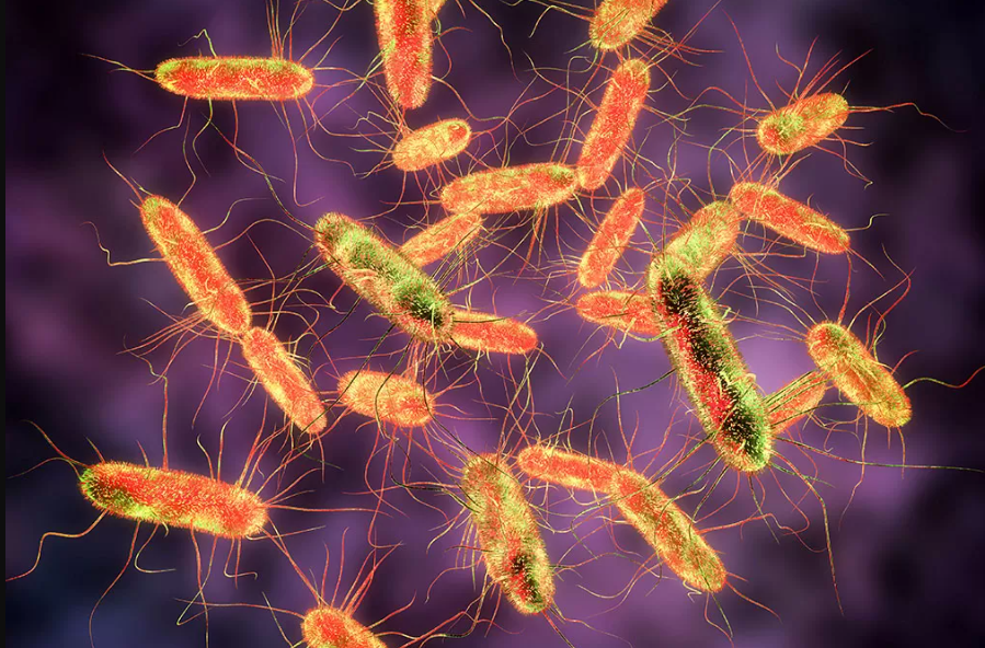 salmonella-2.png