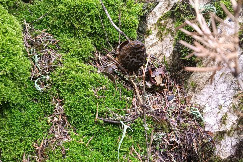 Konya'da mantar tutkunlarının yüzü güldü!
