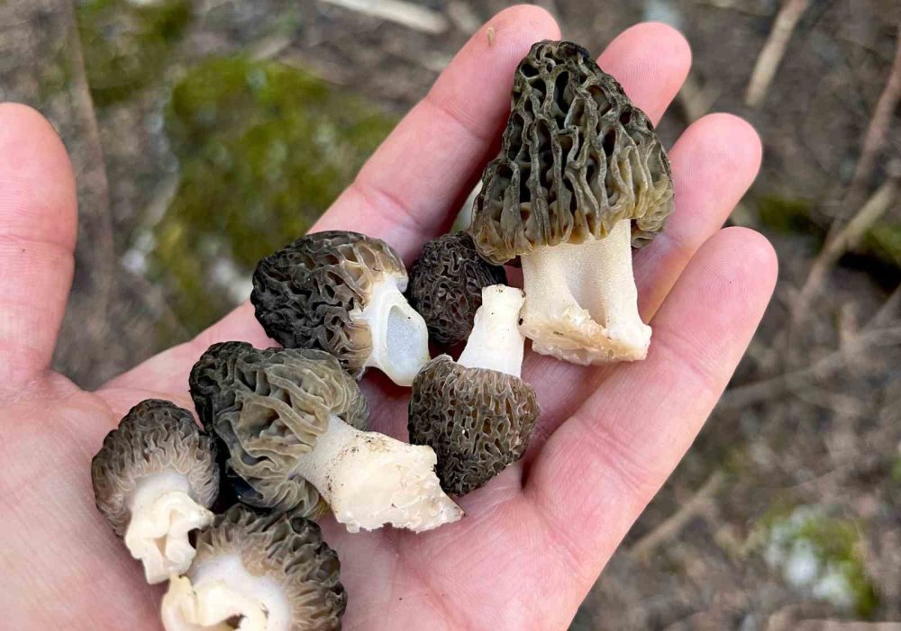 Konya'da mantar tutkunlarının yüzü güldü!