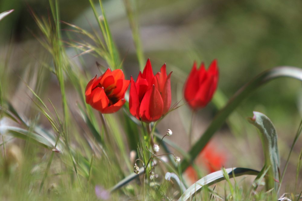 Koparmanın cezası 557 bin TL!