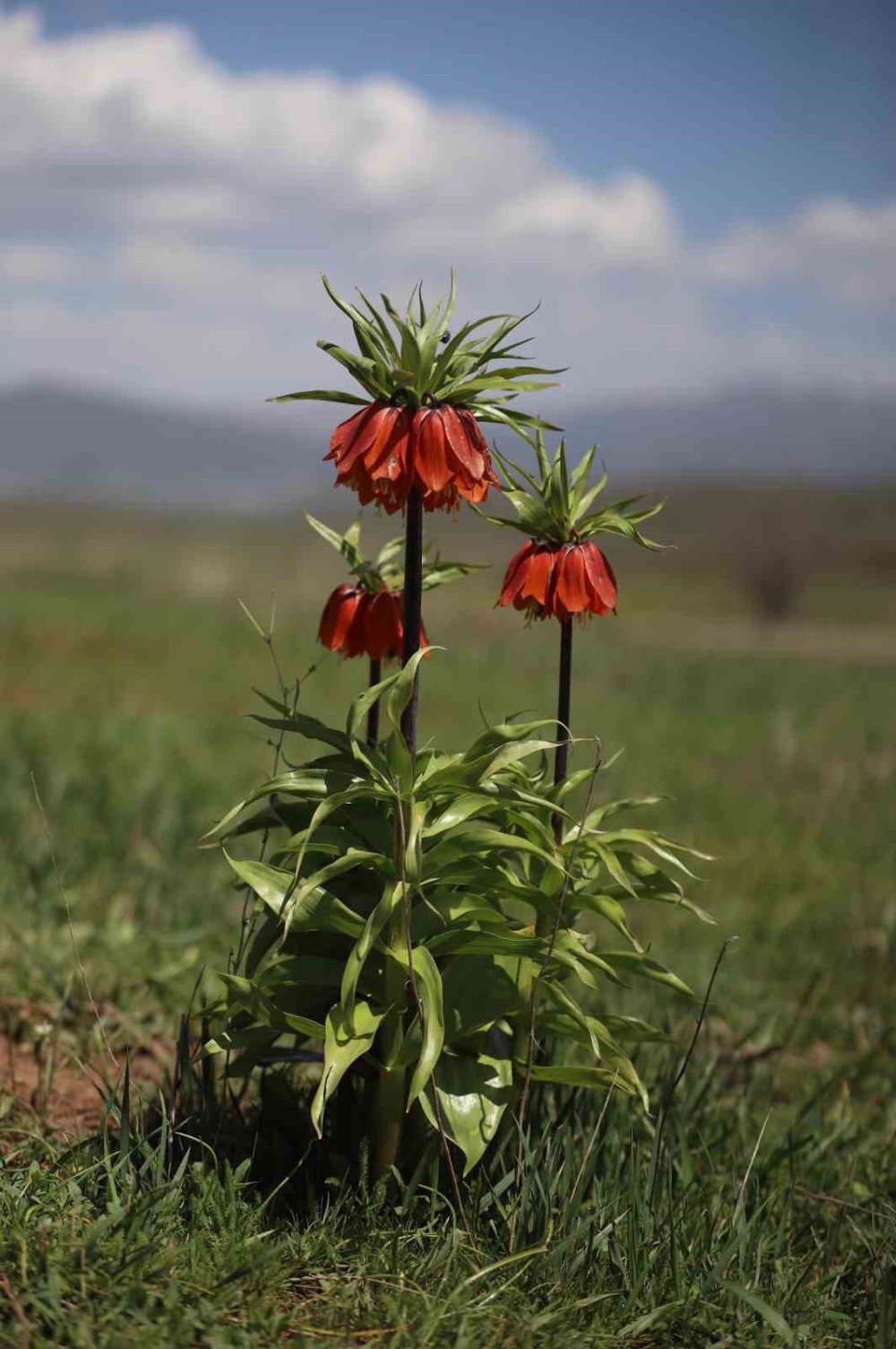 Koparmanın cezası araba parası!