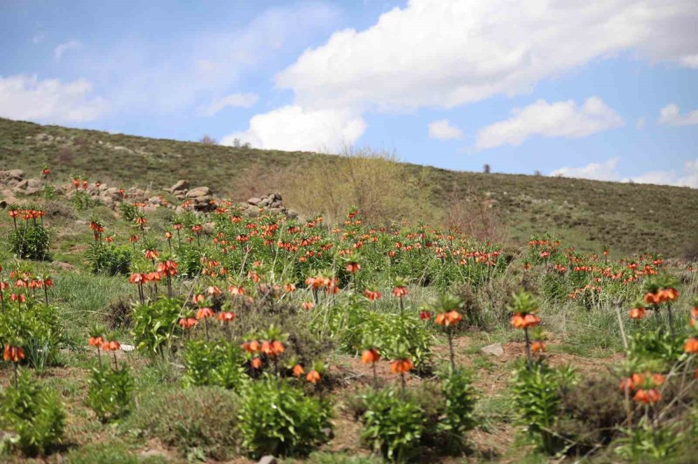 Koparmanın cezası araba parası!