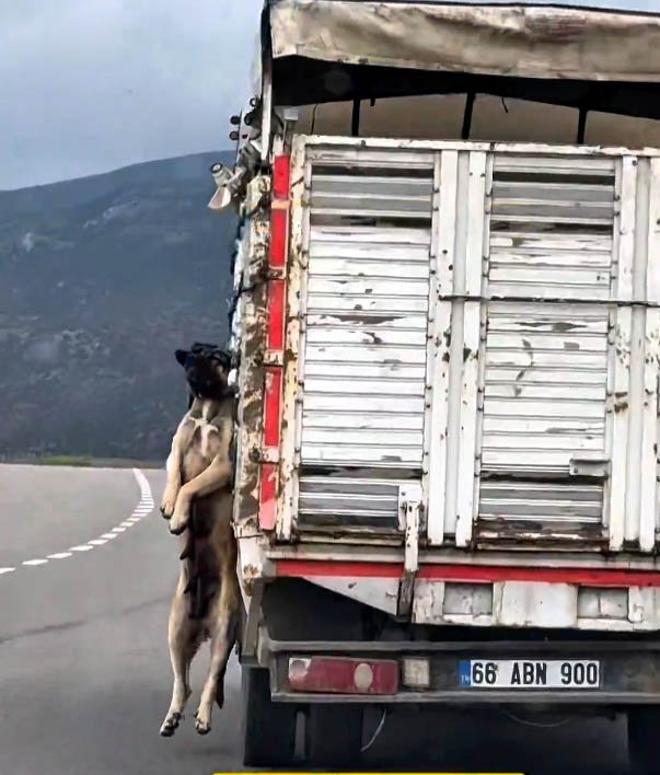 Türkiye gündemine oturan görüntü! Bakın gerçek ne çıktı