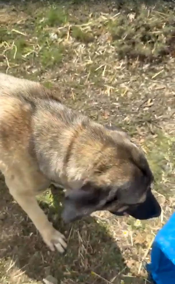 Türkiye gündemine oturan görüntü! Bakın gerçek ne çıktı