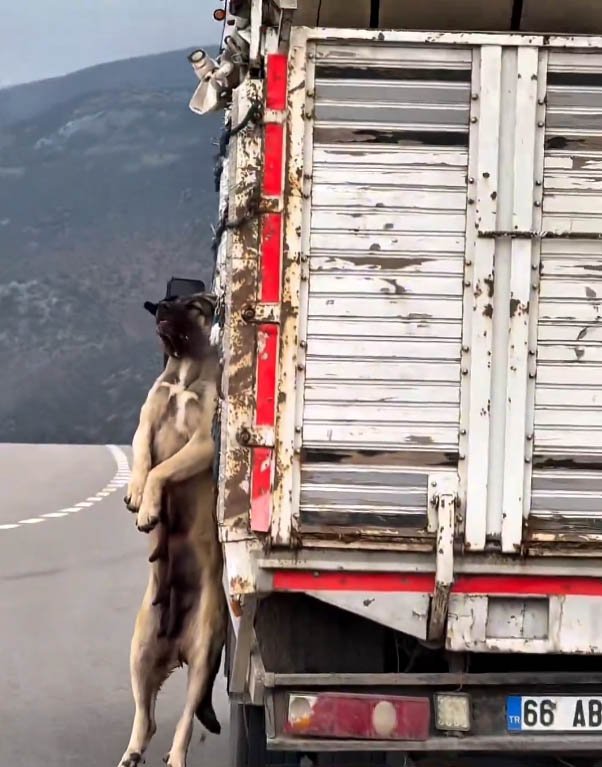 Türkiye gündemine oturan görüntü! Bakın gerçek ne çıktı
