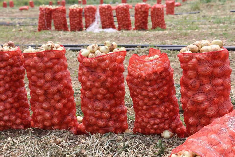 Soğan, tarladan 8 TL’den alıcı buluyor