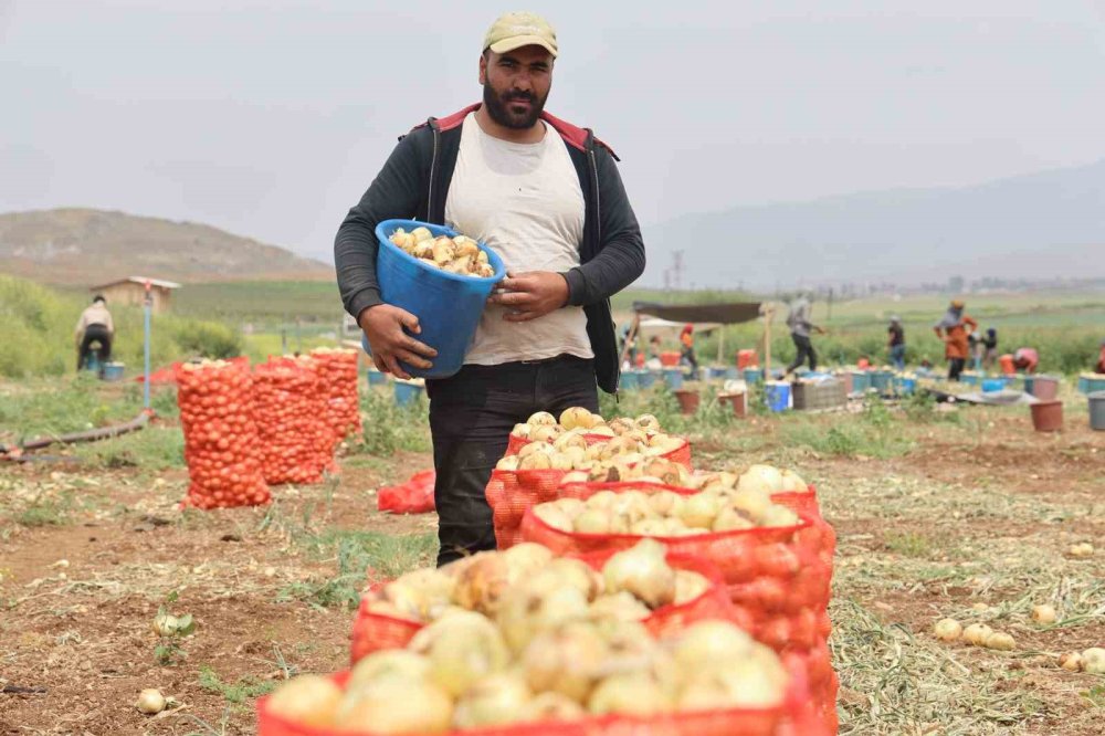 Soğan, tarladan 8 TL’den alıcı buluyor