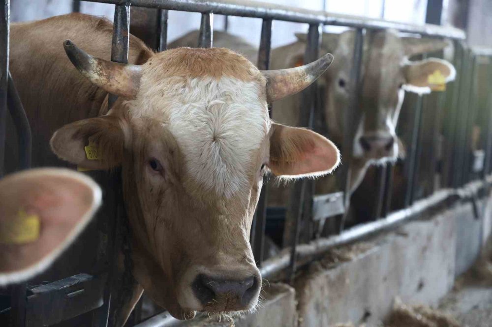 Konyalıların bu yıl kurbanlıkta tercihi belli oldu