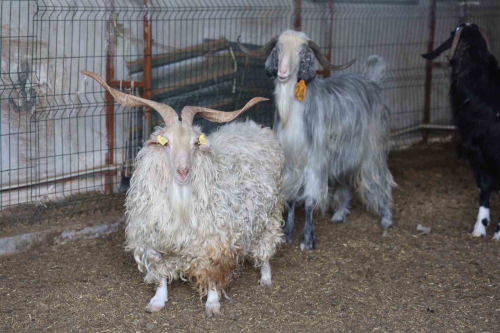 Konyalıların bu yıl kurbanlıkta tercihi belli oldu