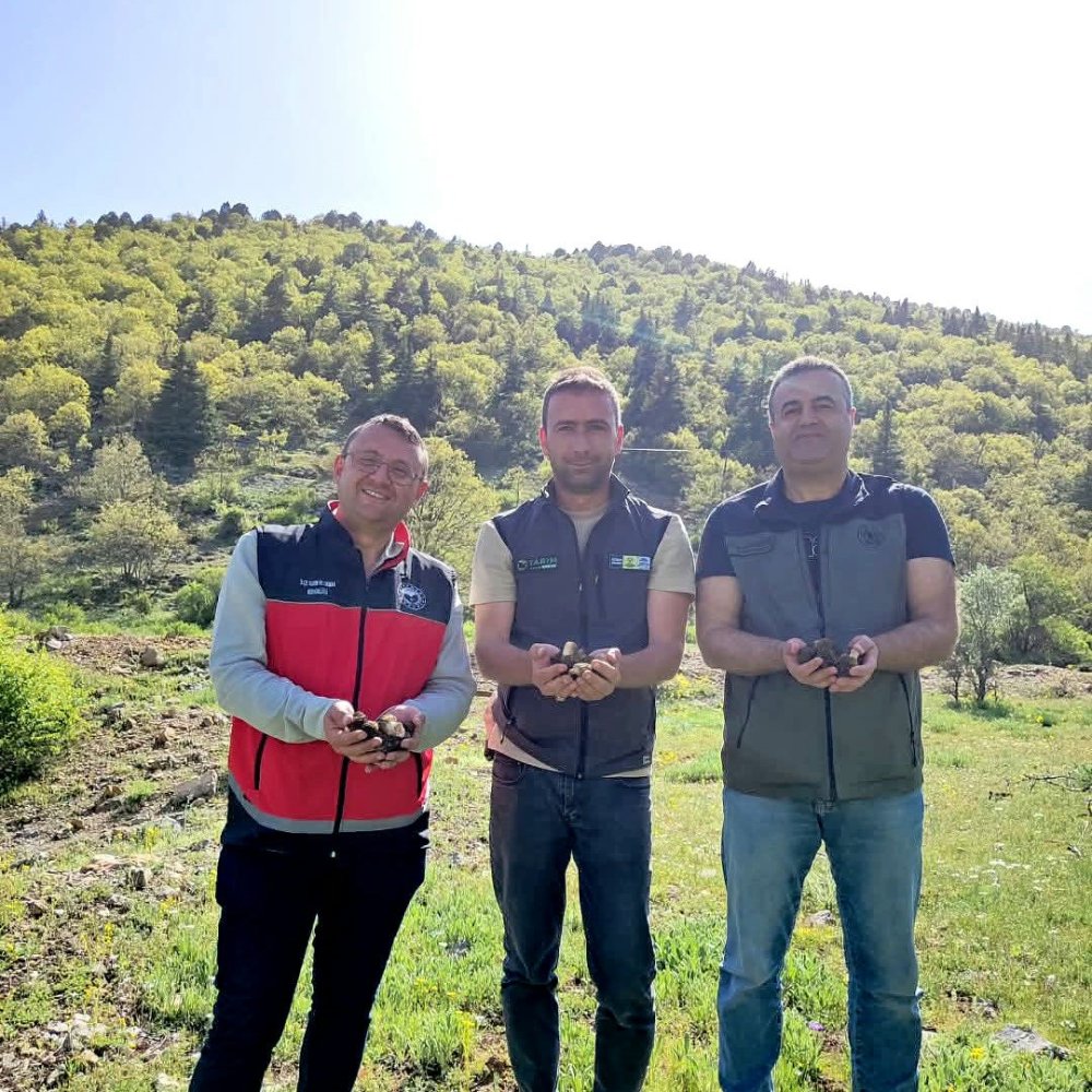 Konya'nın bilindik mantarı inceleme altında... Kilosu bin lirayı geçiyor