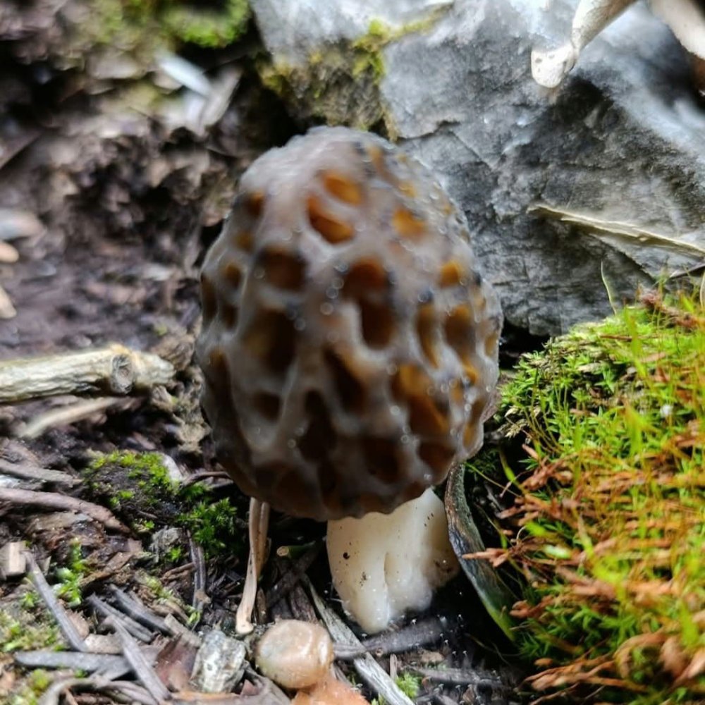 Konya'nın bilindik mantarı inceleme altında... Kilosu bin lirayı geçiyor