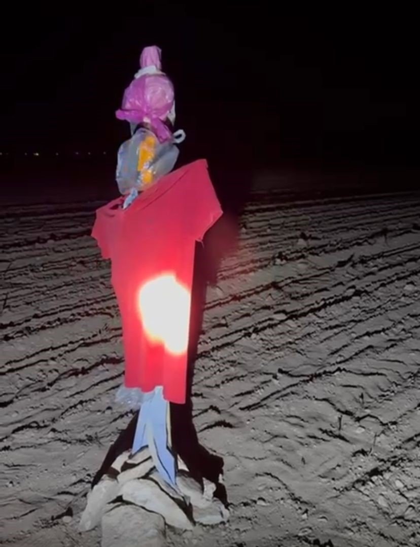 Konya'da gece sürüler halinde geziyorlar... Üreticiler nöbette