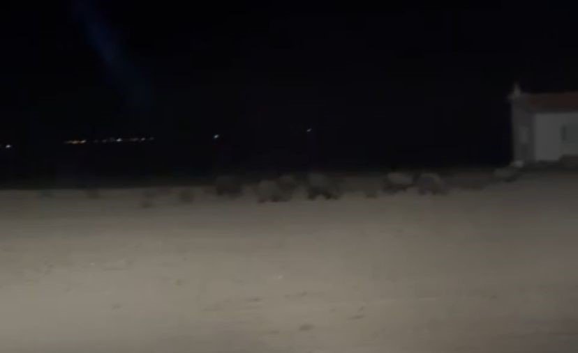 Konya'da gece sürüler halinde geziyorlar... Üreticiler nöbette