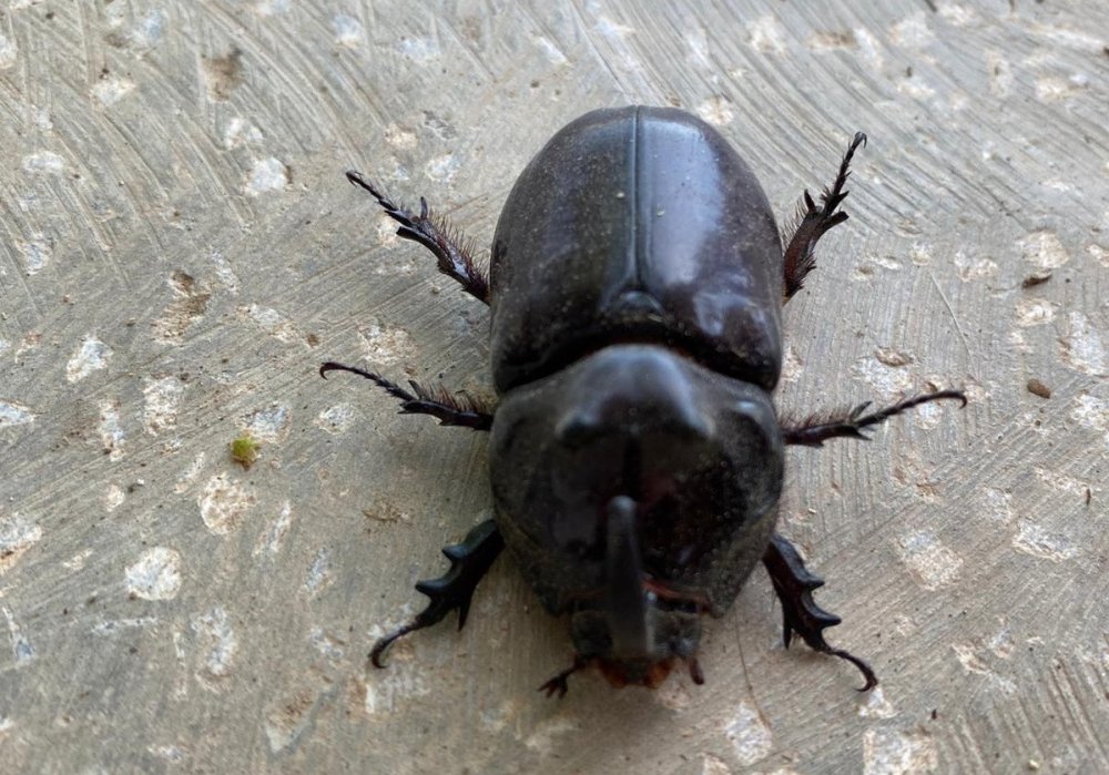 Dünyanın en güçlü böceği Türkiye'de bulundu