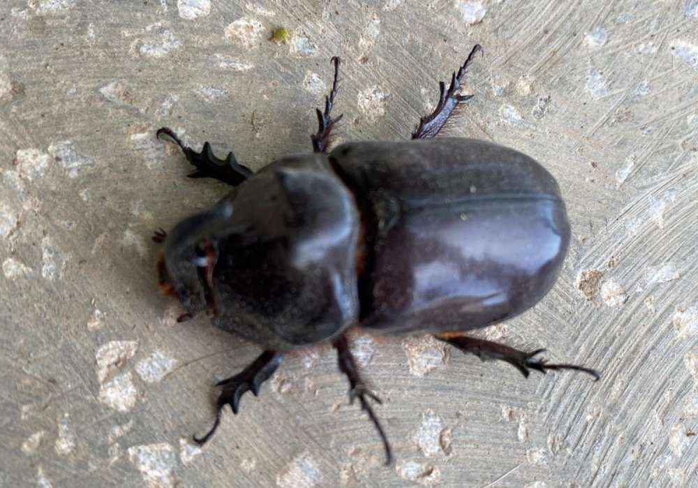 Dünyanın en güçlü böceği Türkiye'de bulundu