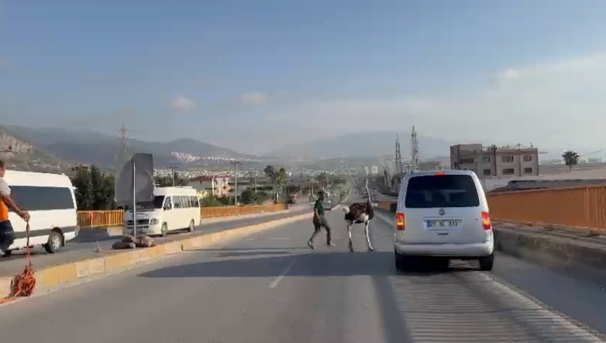 Deve kuşu ortalığı birbirine kattı