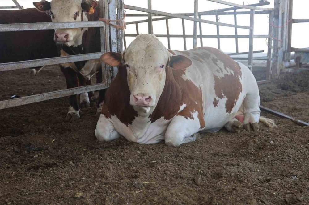 Servet değerindeki fiyatıyla alıcısını bekliyor