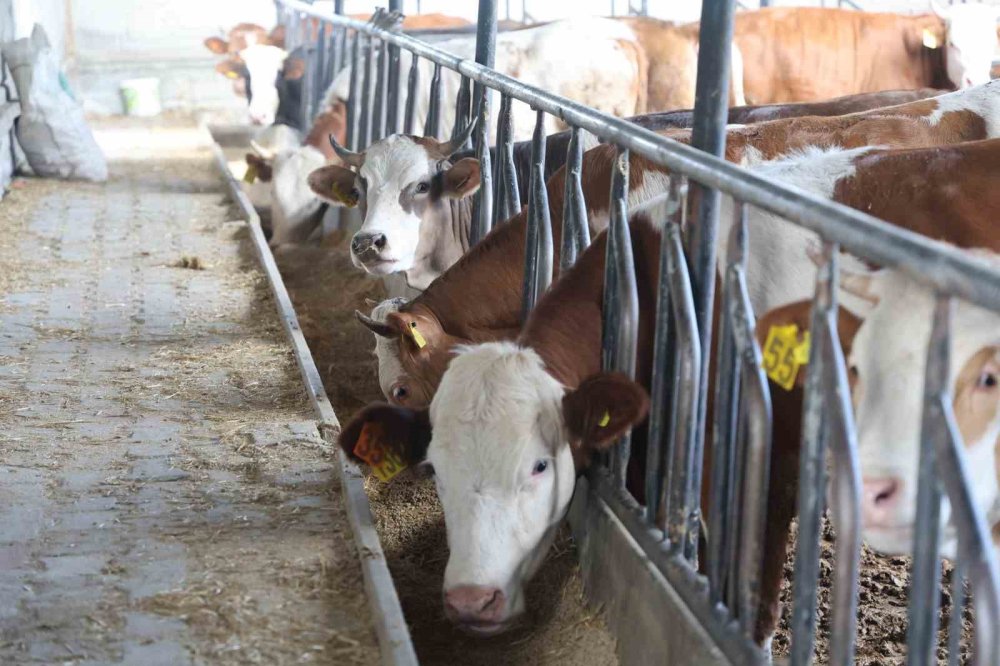 Kurbanlık seçerken bu uyarıları dikkate alın!