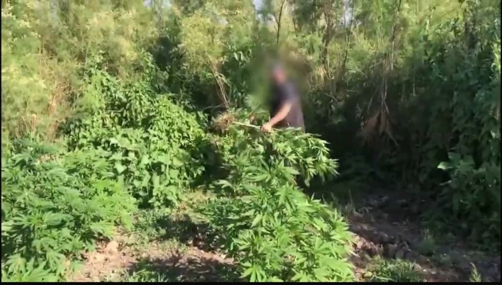 Nehir kenarında tesğit edildi! 100 milyon TL değerinde