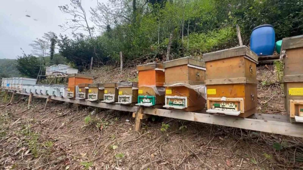 Bu balın azı şifa, fazlası tehlike