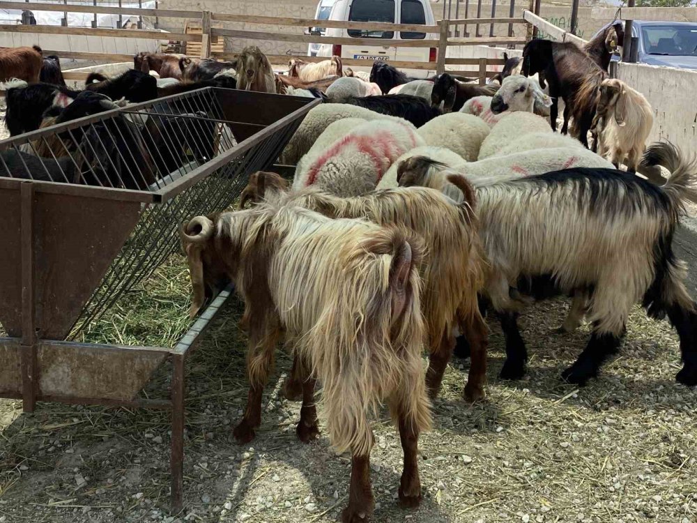 Bayram öncesi piyasa sakin... Konya’da kurban fiyatlarında son durum!