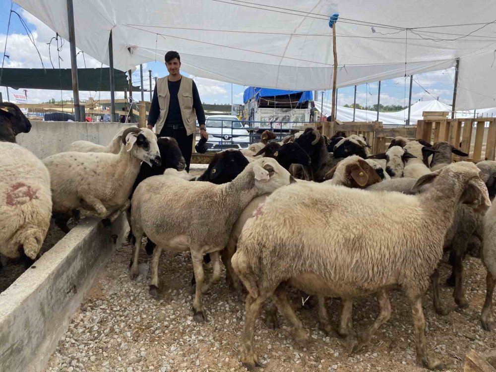 Bayram öncesi piyasa sakin... Konya’da kurban fiyatlarında son durum!
