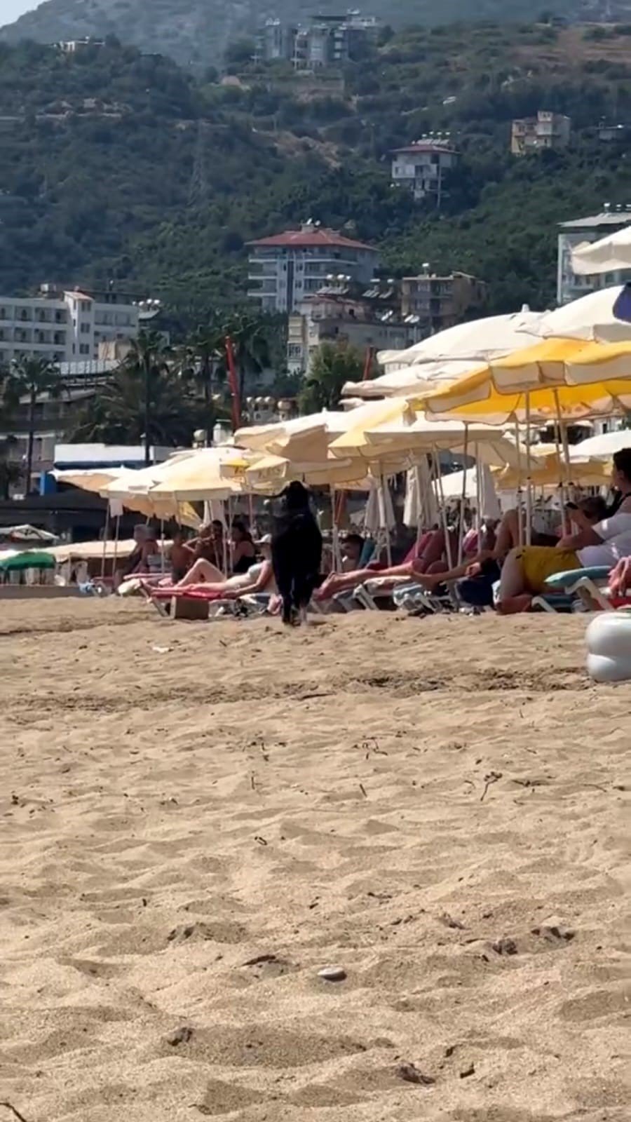 Antalya'da kaçan kurbanlık keçi, Kleopatra Plajı'na girdi