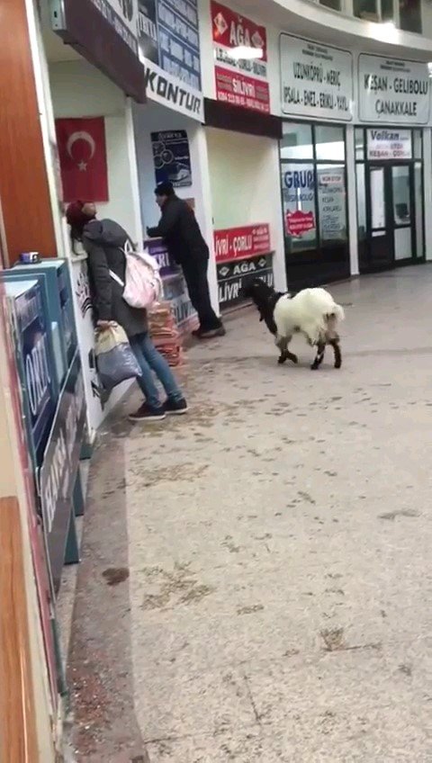 Otogara giren inatçı keçi çekmeceden paraları alıp gitti