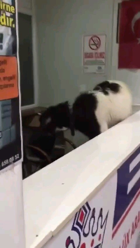 Otogara giren inatçı keçi çekmeceden paraları alıp gitti