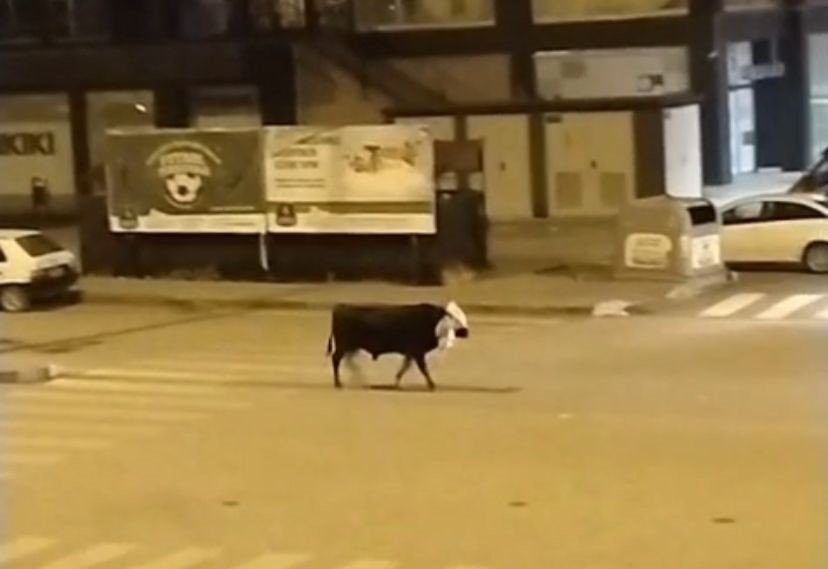 Konya’da firari boğa ortalığı birbirine kattı