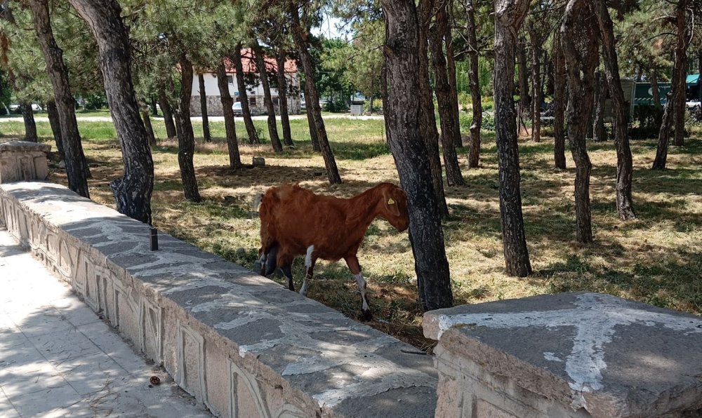 Konya’da firari keçiler bulundu!