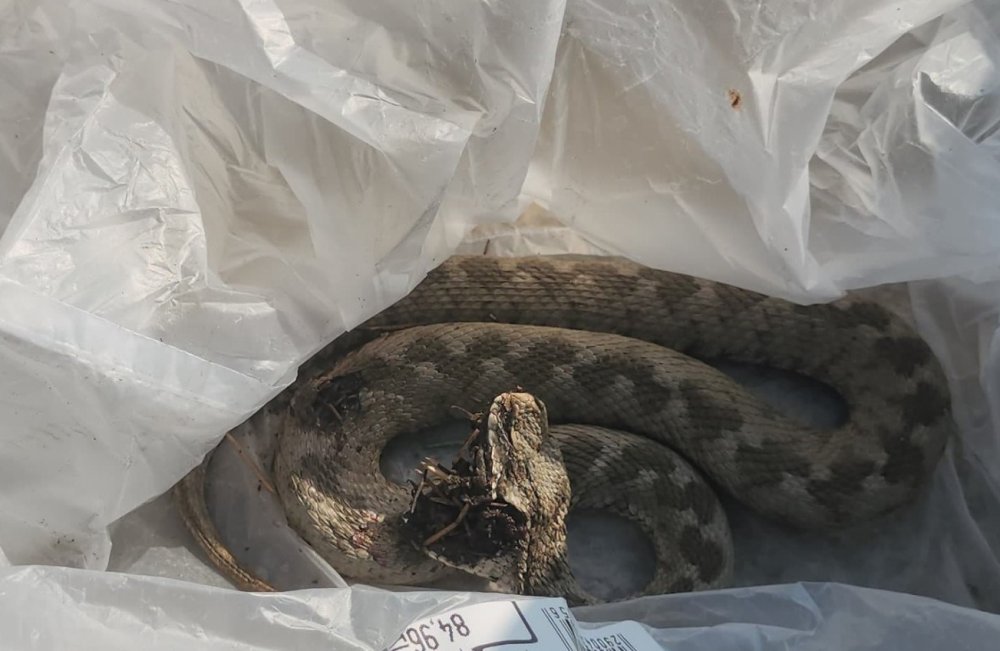 Konya'da ailesiyle pikniğe gitti, ayağını yılan ısırdı