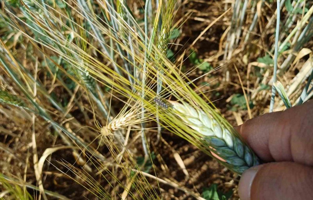 Konya Beyşehir’de hububat ekili alanlara yakın takip