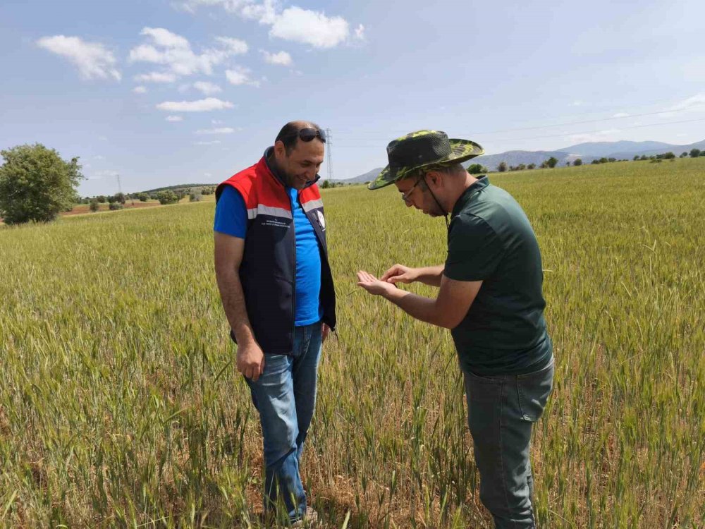 Konya Beyşehir’de hububat ekili alanlara yakın takip
